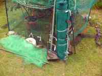 blueberry-20260628_02.jpg