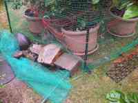 blueberry-20260628_03.jpg