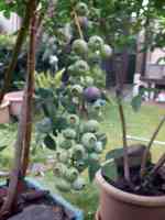 blueberry-20260628_06.jpg
