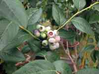 blueberry-20260628_07.jpg