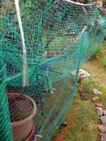 blueberry-20260628_09.jpg