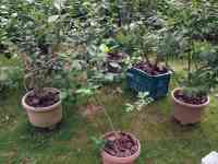 blueberry-20260718_01.jpg
