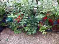 blueberry-20260718_02.jpg