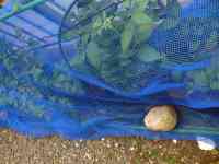 blueberry-20260718_03.jpg