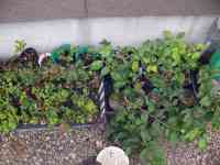 blueberry-20260718_04.jpg