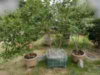 blueberry-20260809_01.jpg
