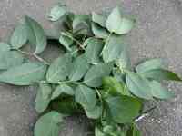 blueberry-20260809_02.jpg