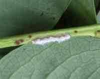 blueberry-20260809_03.jpg