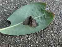 blueberry-20260809_04.jpg