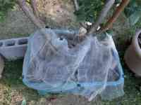 blueberry-20260809_05.jpg