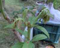 blueberry-20260926_01.jpg