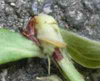 blueberry-20260926_02.jpg