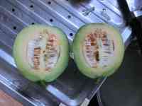 melon-20200725_03.jpg