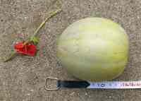 melon-20220810_01.jpg