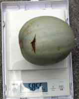 melon-20220810_02.jpg