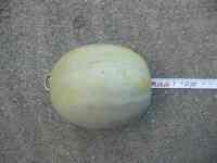 melon-20220822_01.jpg