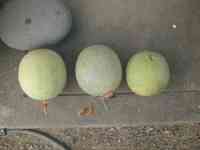 melon-20250824_02.jpg