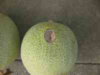 melon-20250824_03.jpg