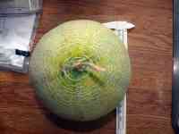 melon-20250825_01.jpg