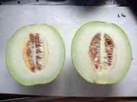 melon-20250825_03.jpg