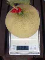 melon-20250831_09.jpg