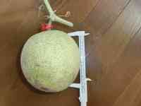 melon-20250907_04.jpg