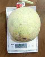 melon-20250907_05.jpg