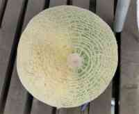 melon-20260905_02.jpg
