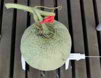 melon-20260905_03.jpg
