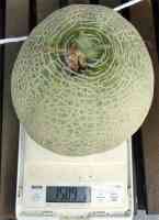melon-20260905_04.jpg