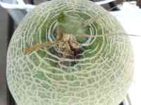 melon-20260905_05.jpg