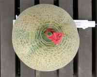melon-20260906_02.jpg