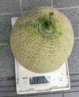 melon-20260906_03.jpg