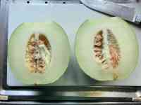 melon-20260906_05.jpg