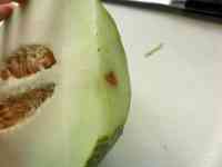 melon-20260906_06.jpg