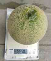 melon-20260907_02.jpg