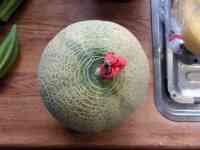 melon-20260909_01.jpg