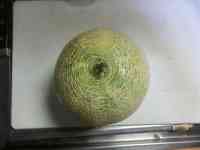 melon-20260912_01.jpg