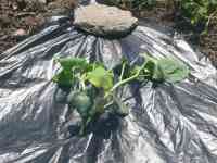 okra-20250528_02.jpg