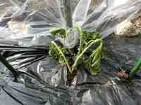 okra-20250602_01.jpg
