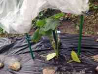 okra-20250607_02.jpg