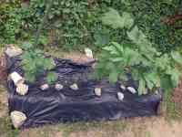 okra-20250702_01.jpg