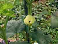 okra-20250702_02.jpg