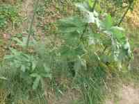 okra-20250709_01.jpg