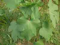 okra-20250709_02.jpg