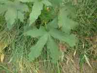 okra-20250709_03.jpg