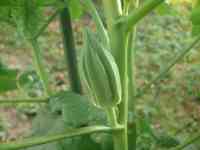 okra-20250709_04.jpg