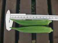 okra-20250711_01.jpg