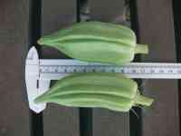 okra-20250714_01.jpg