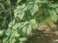 okra-20250730_01.jpg